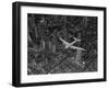 Aerial View of a DC-4 Passenger Plane Flying over Midtown Manhattan-Margaret Bourke-White-Framed Premium Photographic Print