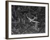 Aerial View of a DC-4 Passenger Plane Flying over Midtown Manhattan-Margaret Bourke-White-Framed Photographic Print