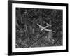 Aerial View of a DC-4 Passenger Plane Flying over Midtown Manhattan-Margaret Bourke-White-Framed Photographic Print