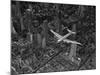 Aerial View of a DC-4 Passenger Plane Flying over Midtown Manhattan-Margaret Bourke-White-Mounted Photographic Print