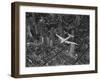 Aerial View of a Dc-4 Passenger Plane in Flight over Manhattan-Margaret Bourke-White-Framed Premium Photographic Print