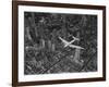 Aerial View of a Dc-4 Passenger Plane in Flight over Manhattan-Margaret Bourke-White-Framed Photographic Print