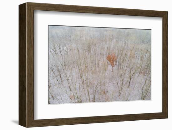 Aerial view of a fresh snow over the forest, Marion County, Illinois-Richard & Susan Day-Framed Photographic Print