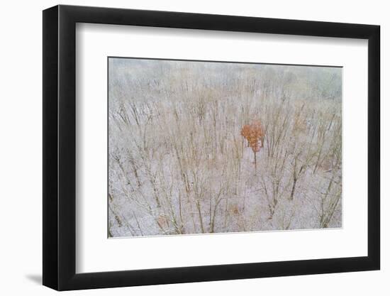 Aerial view of a fresh snow over the forest, Marion County, Illinois-Richard & Susan Day-Framed Photographic Print