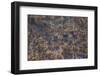 Aerial view of a herd of wild White rhinoceros running free, Okavango Delta, Botswana-Neil Aldridge-Framed Photographic Print