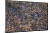 Aerial view of a herd of wild White rhinoceros running free, Okavango Delta, Botswana-Neil Aldridge-Mounted Photographic Print