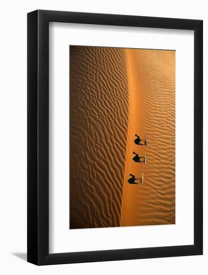 Aerial view of a line of camels casting shadows while walking in the Arabian Desert near the city o-Miva Stock-Framed Photographic Print