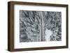 Aerial View of a Snowy Forest with High Pines and Road with a Car in the Winter.-omphoto-Framed Photographic Print