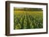 Aerial view of a Sunflower field at sunrise, Jasper County, Illinois-Richard & Susan Day-Framed Photographic Print