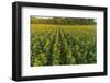 Aerial view of a Sunflower field at sunrise, Jasper County, Illinois-Richard & Susan Day-Framed Photographic Print