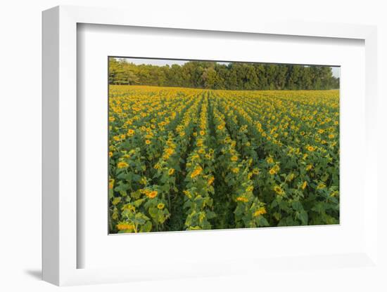 Aerial view of a Sunflower field at sunrise, Jasper County, Illinois-Richard & Susan Day-Framed Photographic Print