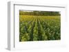 Aerial view of a Sunflower field at sunrise, Jasper County, Illinois-Richard & Susan Day-Framed Photographic Print