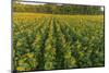 Aerial view of a Sunflower field at sunrise, Jasper County, Illinois-Richard & Susan Day-Mounted Photographic Print