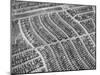 Aerial View of Acres of New Homes, Creating Compact Rows in Suburban Area Called Westchester-Loomis Dean-Mounted Photographic Print