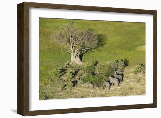 Aerial view of African elephants (Loxodonta africana), Okavango Delta, Botswana, Africa-Sergio Pitamitz-Framed Photographic Print