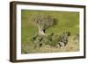 Aerial view of African elephants (Loxodonta africana), Okavango Delta, Botswana, Africa-Sergio Pitamitz-Framed Photographic Print