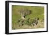 Aerial view of African elephants (Loxodonta africana), Okavango Delta, Botswana, Africa-Sergio Pitamitz-Framed Photographic Print