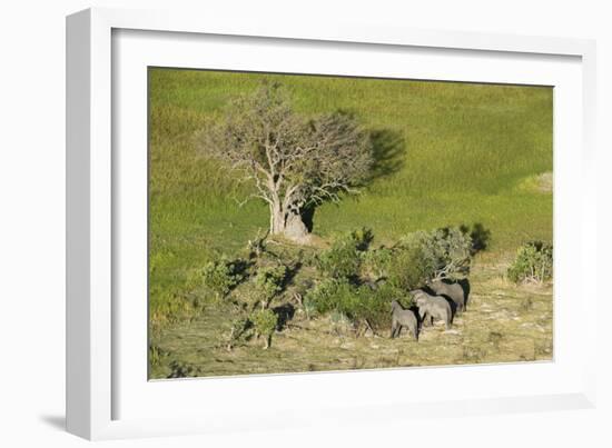 Aerial view of African elephants (Loxodonta africana), Okavango Delta, Botswana, Africa-Sergio Pitamitz-Framed Photographic Print