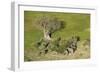 Aerial view of African elephants (Loxodonta africana), Okavango Delta, Botswana, Africa-Sergio Pitamitz-Framed Photographic Print