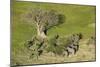 Aerial view of African elephants (Loxodonta africana), Okavango Delta, Botswana, Africa-Sergio Pitamitz-Mounted Photographic Print