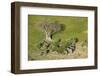 Aerial view of African elephants (Loxodonta africana), Okavango Delta, Botswana, Africa-Sergio Pitamitz-Framed Photographic Print