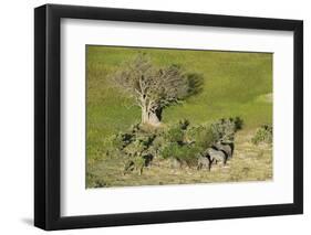 Aerial view of African elephants (Loxodonta africana), Okavango Delta, Botswana, Africa-Sergio Pitamitz-Framed Photographic Print