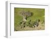 Aerial view of African elephants (Loxodonta africana), Okavango Delta, Botswana, Africa-Sergio Pitamitz-Framed Photographic Print