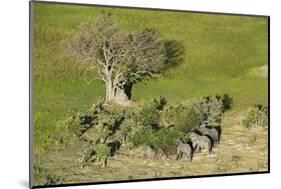 Aerial view of African elephants (Loxodonta africana), Okavango Delta, Botswana, Africa-Sergio Pitamitz-Mounted Photographic Print