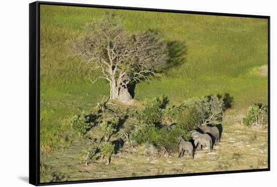 Aerial view of African elephants (Loxodonta africana), Okavango Delta, Botswana, Africa-Sergio Pitamitz-Framed Stretched Canvas