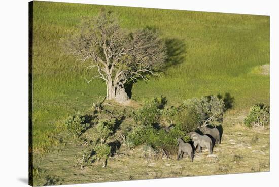 Aerial view of African elephants (Loxodonta africana), Okavango Delta, Botswana, Africa-Sergio Pitamitz-Stretched Canvas