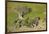 Aerial view of African elephants (Loxodonta africana), Okavango Delta, Botswana, Africa-Sergio Pitamitz-Framed Photographic Print