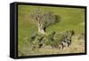 Aerial view of African elephants (Loxodonta africana), Okavango Delta, Botswana, Africa-Sergio Pitamitz-Framed Stretched Canvas