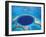 Aerial View of Blue Hole at Lighthouse Reef, Belize-Greg Johnston-Framed Premium Photographic Print