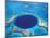 Aerial View of Blue Hole at Lighthouse Reef, Belize-Greg Johnston-Mounted Photographic Print