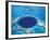 Aerial View of Blue Hole at Lighthouse Reef, Belize-Greg Johnston-Framed Photographic Print