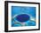 Aerial View of Blue Hole at Lighthouse Reef, Belize-Greg Johnston-Framed Photographic Print