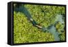 Aerial view of boat crossing through the deep jungle, Yanomami tribe, southern Venezuela-Michael Runkel-Framed Stretched Canvas