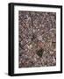 Aerial view of Cadiz, by drone, Andalucia, Spain-Ben Pipe-Framed Photographic Print