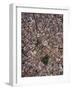 Aerial view of Cadiz, by drone, Andalucia, Spain-Ben Pipe-Framed Photographic Print