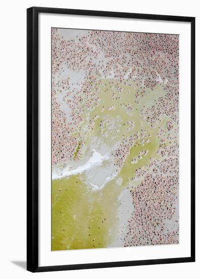 Aerial view of Caribbean flamingo breeding colony, Mexico-Claudio Contreras-Framed Photographic Print