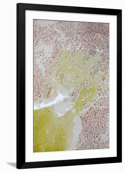 Aerial view of Caribbean flamingo breeding colony, Mexico-Claudio Contreras-Framed Photographic Print