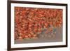 Aerial view of Caribbean Flamingo breeding colony, Yucatan Peninsula, Mexico-Claudio Contreras-Framed Photographic Print