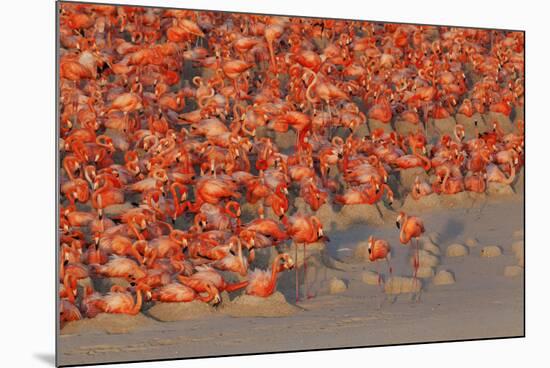 Aerial view of Caribbean Flamingo breeding colony, Yucatan Peninsula, Mexico-Claudio Contreras-Mounted Photographic Print