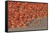 Aerial view of Caribbean Flamingo breeding colony, Yucatan Peninsula, Mexico-Claudio Contreras-Framed Stretched Canvas