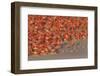 Aerial view of Caribbean Flamingo breeding colony, Yucatan Peninsula, Mexico-Claudio Contreras-Framed Photographic Print