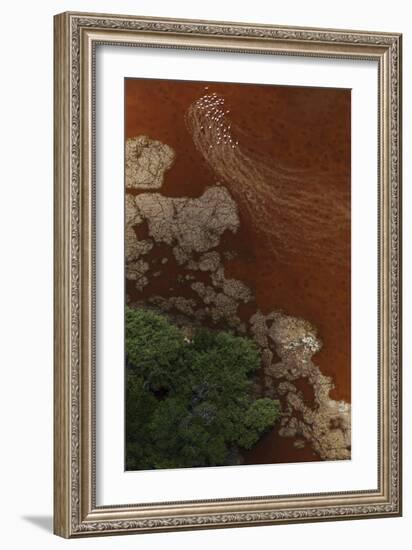 Aerial view of Caribbean flamingo flock, Yucatan, Mexico-Claudio Contreras-Framed Photographic Print