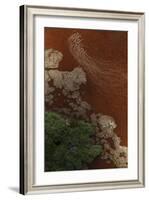 Aerial view of Caribbean flamingo flock, Yucatan, Mexico-Claudio Contreras-Framed Photographic Print