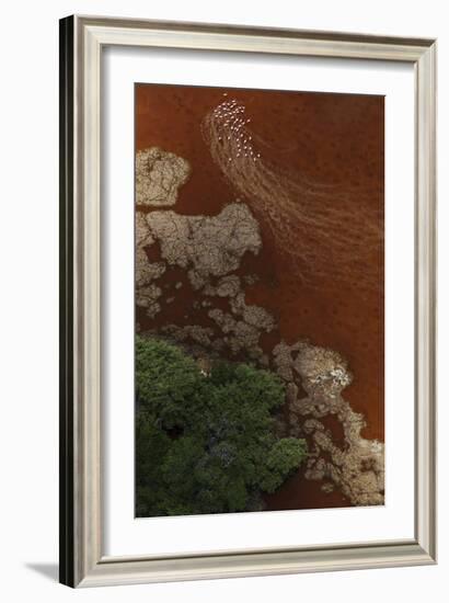 Aerial view of Caribbean flamingo flock, Yucatan, Mexico-Claudio Contreras-Framed Photographic Print