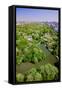 Aerial view of Central Park in spring near Columbus Circle in Manhattan, New York City, New York-null-Framed Stretched Canvas