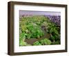 Aerial view of Central Park in spring near Columbus Circle in Manhattan, New York City, New York-null-Framed Photographic Print